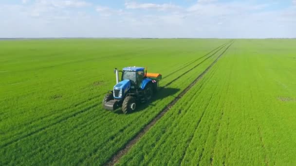 Campo agrícola verde de maíz. Cielo azul durante el día . — Vídeos de Stock