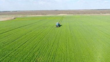 Tarlada mısır filizleri, mısır yetiştirmek için bir çiftlik. Traktör tarlaya gübre yayıyor.