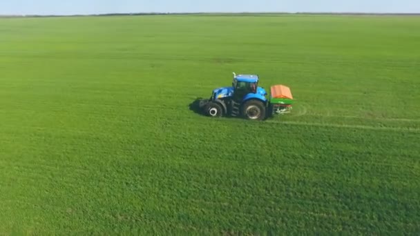 Egy igazi kilátás a fiatal hajtások kukorica a területen sorban, egy farm a növekvő kukorica. A traktor trágyát terjeszt a mezőn. — Stock videók