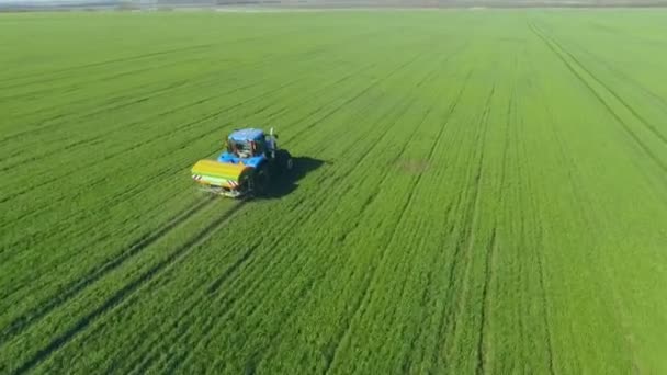 Jeunes pousses de maïs sur le champ en rangs, une ferme pour la culture du maïs. Tracteur diffuse de l'engrais à travers le champ — Video