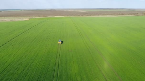 Jóvenes brotes de maíz en el campo en filas, una granja para el cultivo de maíz. Tractor esparce fertilizante a través del campo — Vídeos de Stock