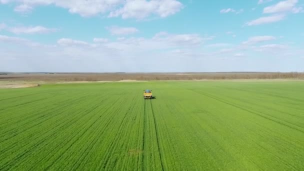 Prawdziwy widok Młode pędy kukurydzy na polu w rzędach, gospodarstwo do uprawy kukurydzy. Ciągnik rozsiewa nawóz po całym polu — Wideo stockowe