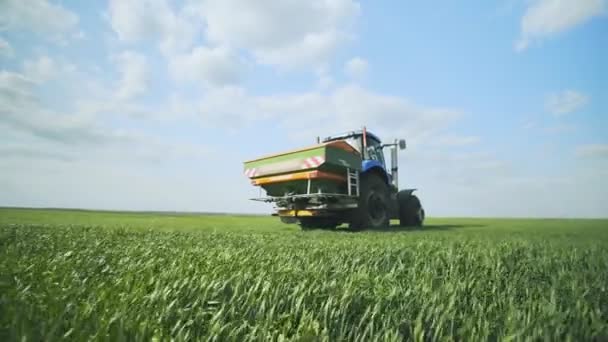 Tunas muda jagung di lapangan berturut-turut, sebuah peternakan untuk menumbuhkan jagung. Traktor menyebarkan pupuk di seluruh lapangan — Stok Video