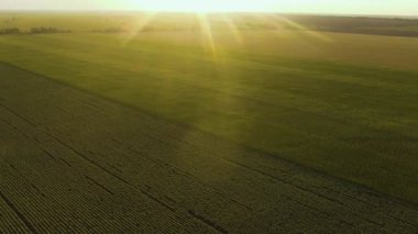 Arkasında yaz güneşi olan mısır tarlasının havadan görünüşü.