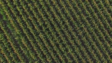 Sorghum sahasının üzerinden Aero Uçuşu