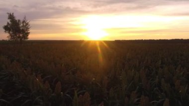 Gün batımında sorgum tarlasının üzerinden Aero Uçuşu