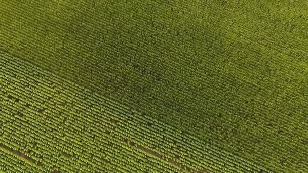 Vista aérea dos campos de milho e girassol — Vídeo de Stock