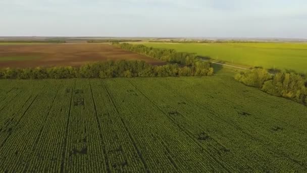 Вид с воздуха на подсолнечное поле — стоковое видео