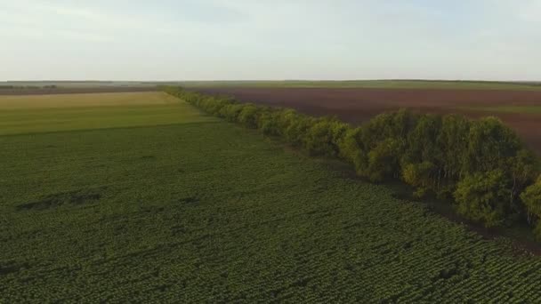 Zonnebloem: Luchtfoto van gekleurde plantage van zonnebloemen. — Stockvideo