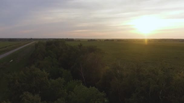 Вид с воздуха на плантацию подсолнухов на фоне летнего солнца . — стоковое видео
