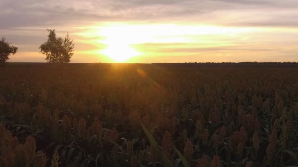 Lot samolotem nad polem sorgo o zachodzie słońca — Wideo stockowe