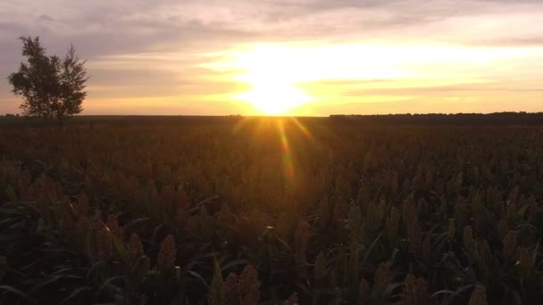 Lot samolotem nad polem sorgo o zachodzie słońca — Wideo stockowe