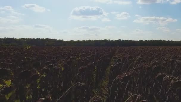 Вид с воздуха на сухое подсолнечное поле — стоковое видео