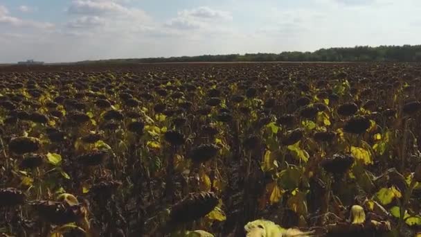 Aerial view of dry sunflower field — Stock Video