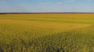 Sorghum sahasının üzerinden Aero Uçuşu