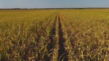 Sorghum sahasının üzerinden Aero Uçuşu