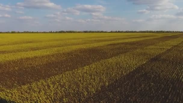 Вид с воздуха на сухое подсолнечное поле — стоковое видео