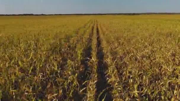 Lot samolotem nad polem sorgo — Wideo stockowe