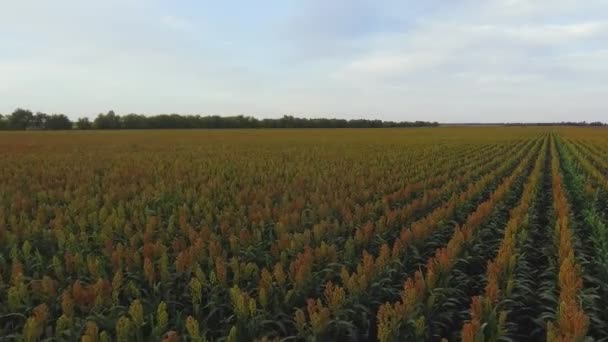 Lot samolotem nad polem sorgo — Wideo stockowe