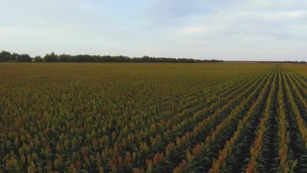 Lot samolotem nad polem sorgo — Wideo stockowe