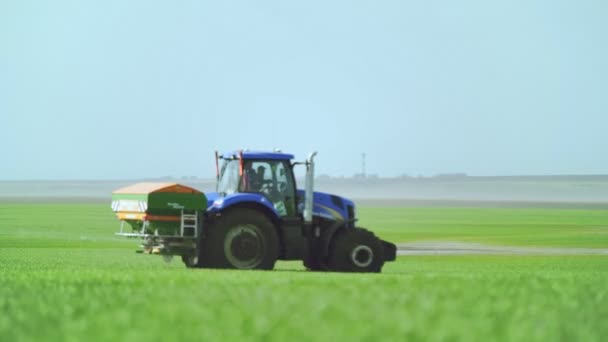 Jonge maïsscheuten op het veld in rijen, een boerderij voor het kweken van maïs. Tractor verspreidt meststof over het veld — Stockvideo