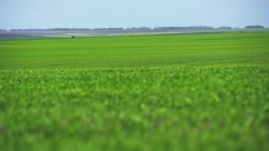 Rüzgardan dolayı yeşil mısır tarlası sallanıyor. Mısır yaprakları tarlada. Mısır tarlasına yakın