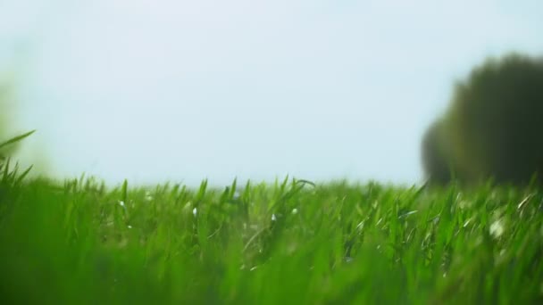 Beautiful view of Green field of corn. Corn leaves on field. Close Up of corn field — Stock Video