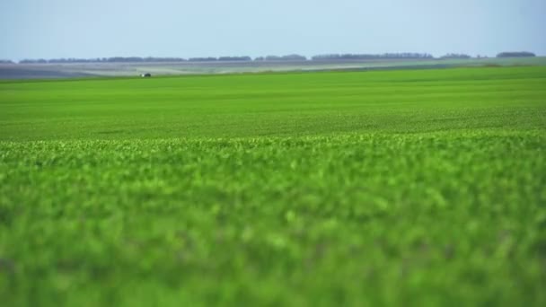 Campo verde de influência de milho devido ao vento. Folhas de milho no campo. Fechar o campo de milho — Vídeo de Stock