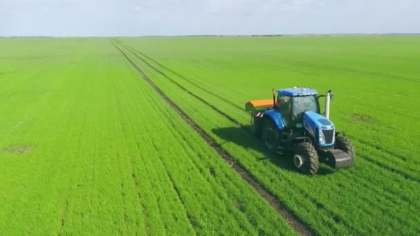 Campo agrícola verde de maíz. Cielo azul durante el día . — Vídeos de Stock