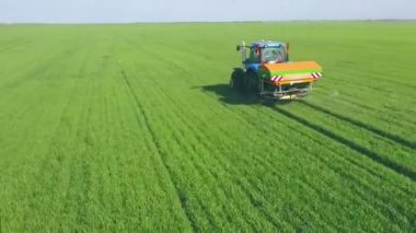 Tarlada mısır filizleri, mısır yetiştirmek için bir çiftlik. Traktör tarlaya gübre yayıyor.