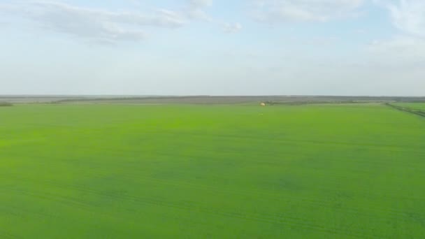 Campo agrícola verde de maíz. Cielo azul durante el día . — Vídeos de Stock