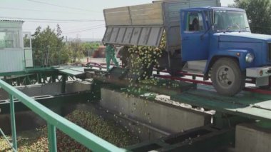 Traktör elmaları depoya boşaltır