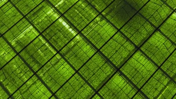 Plan aérien ou plan supérieur au-dessus d'une serre