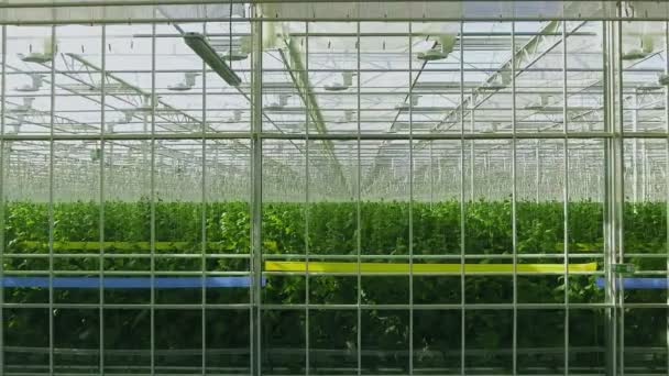 산업 온실 안 에는 식물들이 줄지어 있습니다. 현대 농업: 자동 온실에서 오이를 재배하는 일. — 비디오
