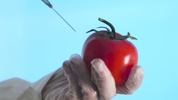 Рука вводит шприц с зеленым жидким гмо в помидор на синем фоне Corona. Ковид-19 — стоковое видео