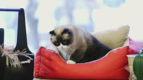 Chat noir et blanc dans le chat mauvais — Video