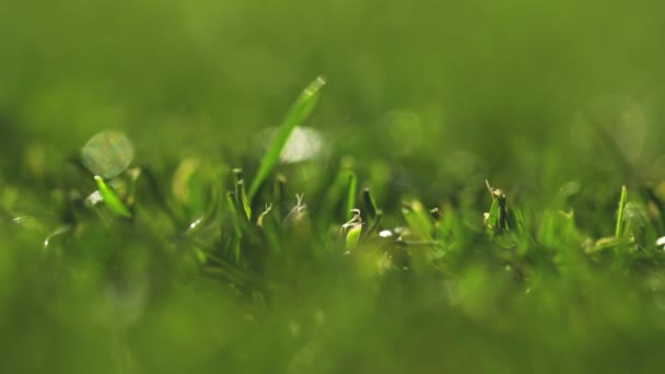 Gros plan sur l'herbe verte vibrante. Pelouse de football tondu macro
