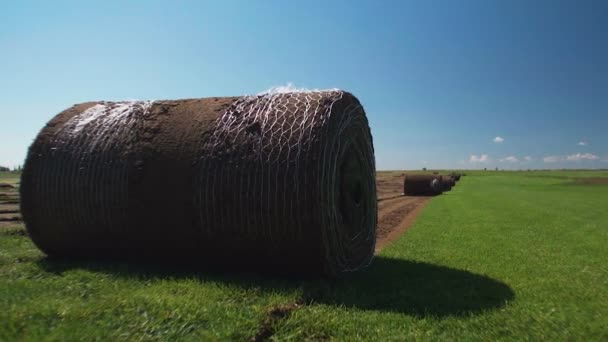 Składany trawnik leżał na boisku. Roll Trawnik na polu — Wideo stockowe