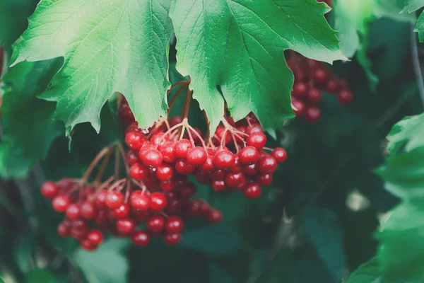 Red ripe fruits on guelder rose tree closeup in garden — Stock Photo, Image