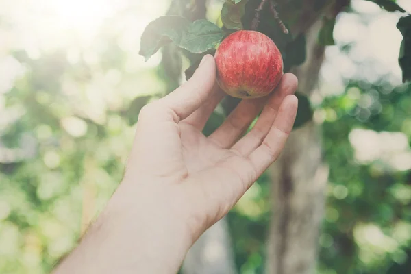 庭の木の上に赤い熟したリンゴを手摘み — ストック写真