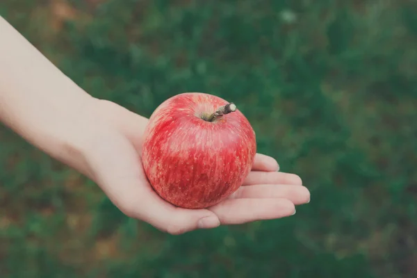 庭で赤い熟したリンゴと手 — ストック写真