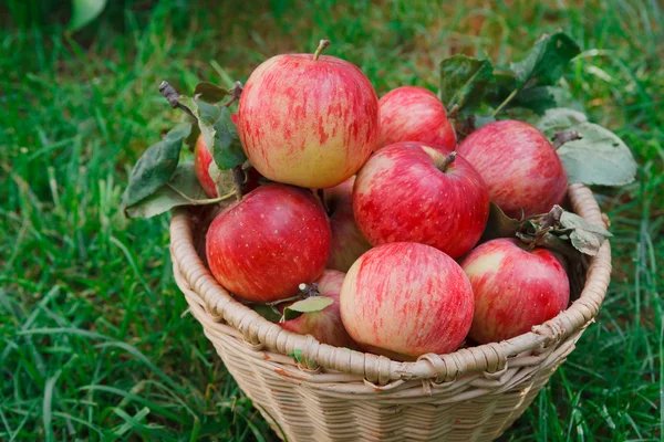 Basket with apples harvest near in garden Stock Image