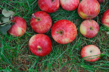 Bahçede çim üzerinde dağınık elma hasat, üst görünümü
