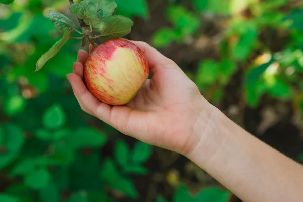 庭の木に赤い熟したリンゴを拾う子供手 — ストック写真