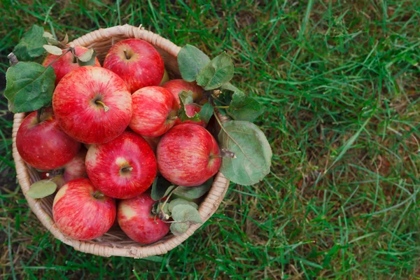 Basket with apples harvest closeup on grass in garden