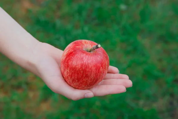 Mão com maçã madura vermelha no jardim — Fotografia de Stock