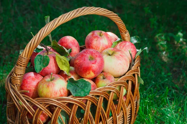 Basket with apples harvest in fall garden