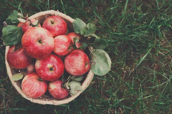 Basket with apples harvest on grass in garden, top view