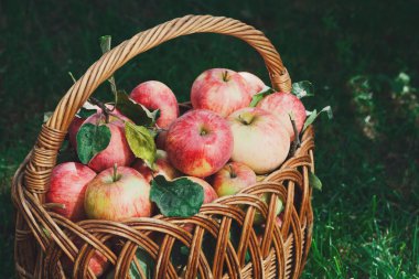 Sepet elma hasat sonbahar Bahçe ile