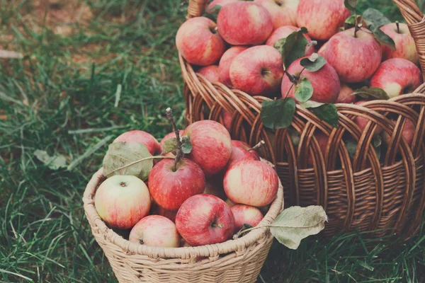 Körbe mit Äpfeln im Herbstgarten — Stockfoto